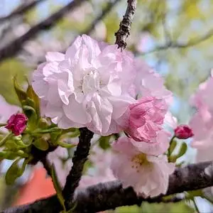 久喜菖蒲公園