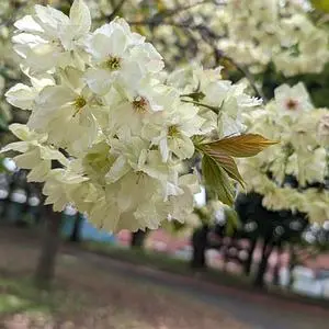久喜菖蒲公園