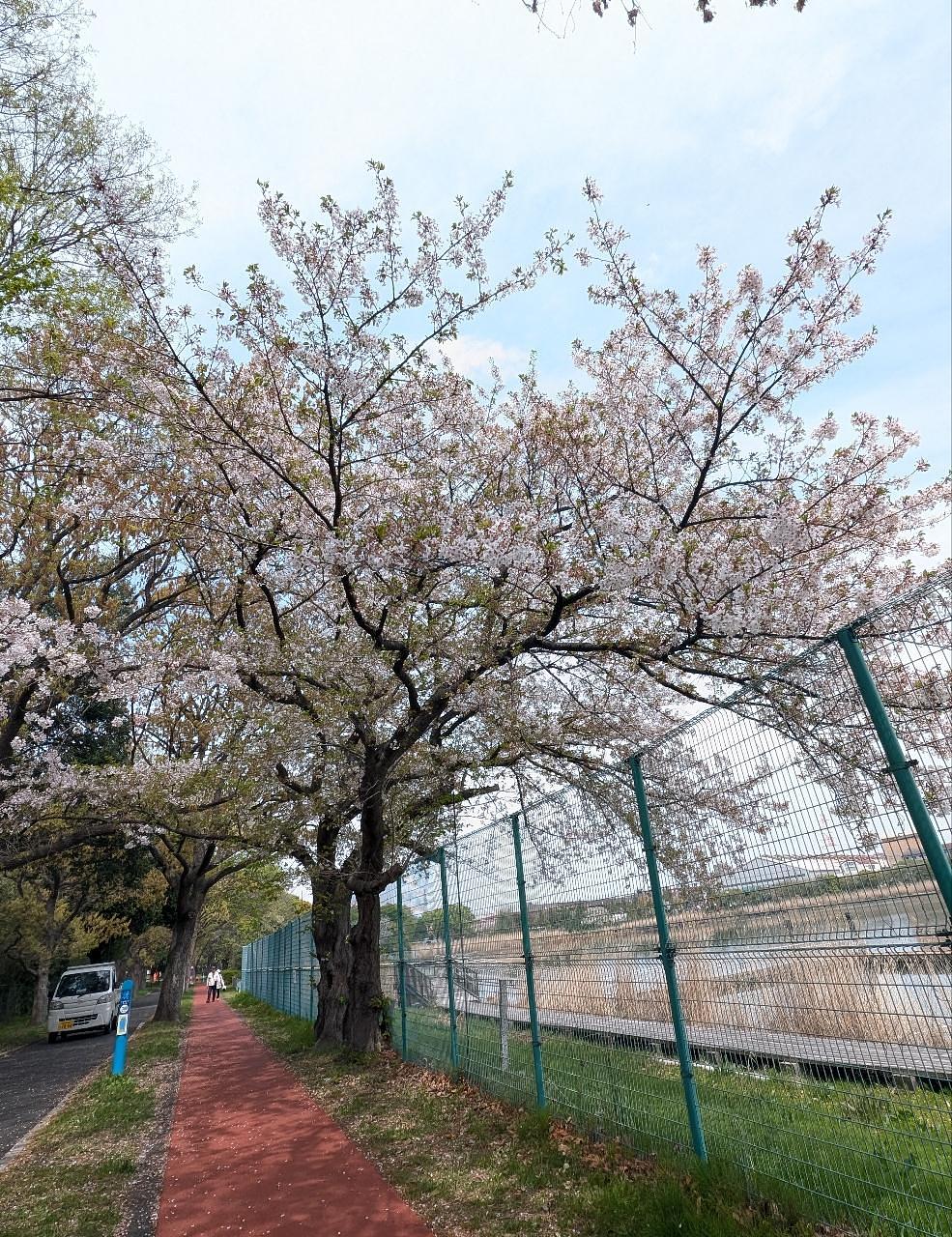 Pさんが投稿した久喜菖蒲公園に関する口コミの画像