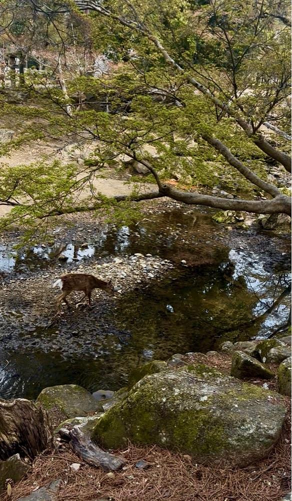 カランさんが投稿した氷室神社（奈良県奈良市）に関する口コミの画像