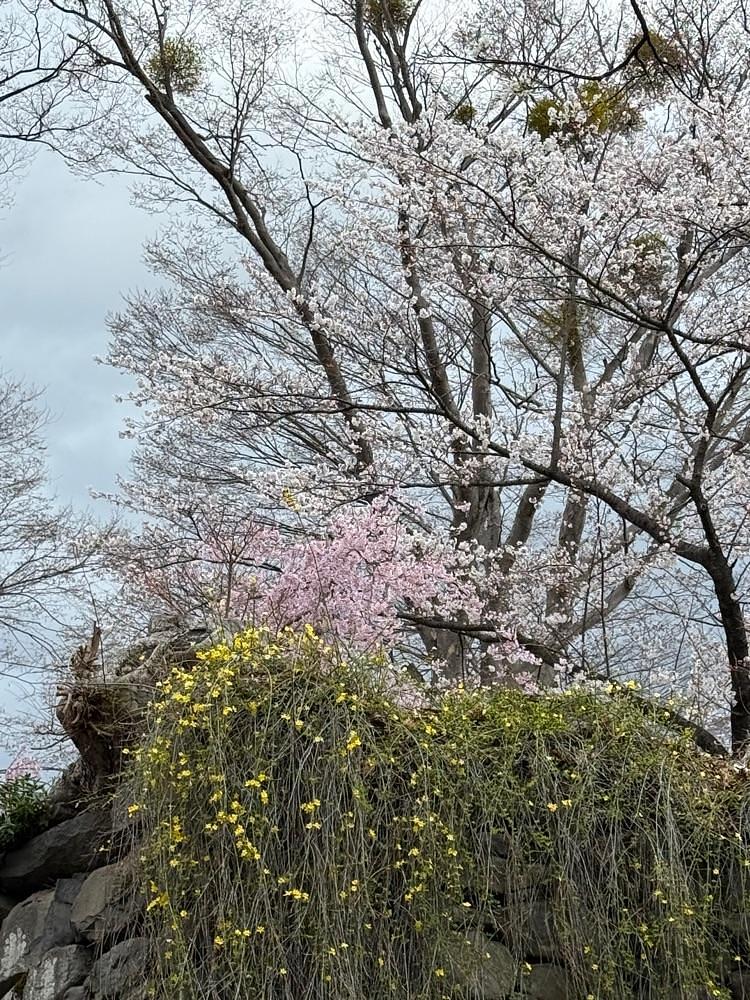 junさんが投稿した千曲川旅情の歌の碑に関する口コミの画像