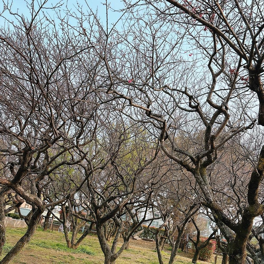 Danjouさんが投稿した高槻城跡公園に関する口コミの画像