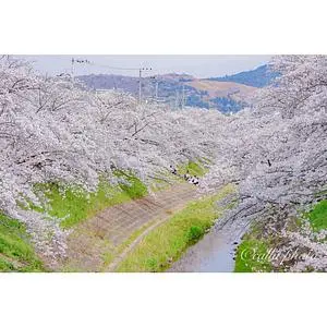 佐保川