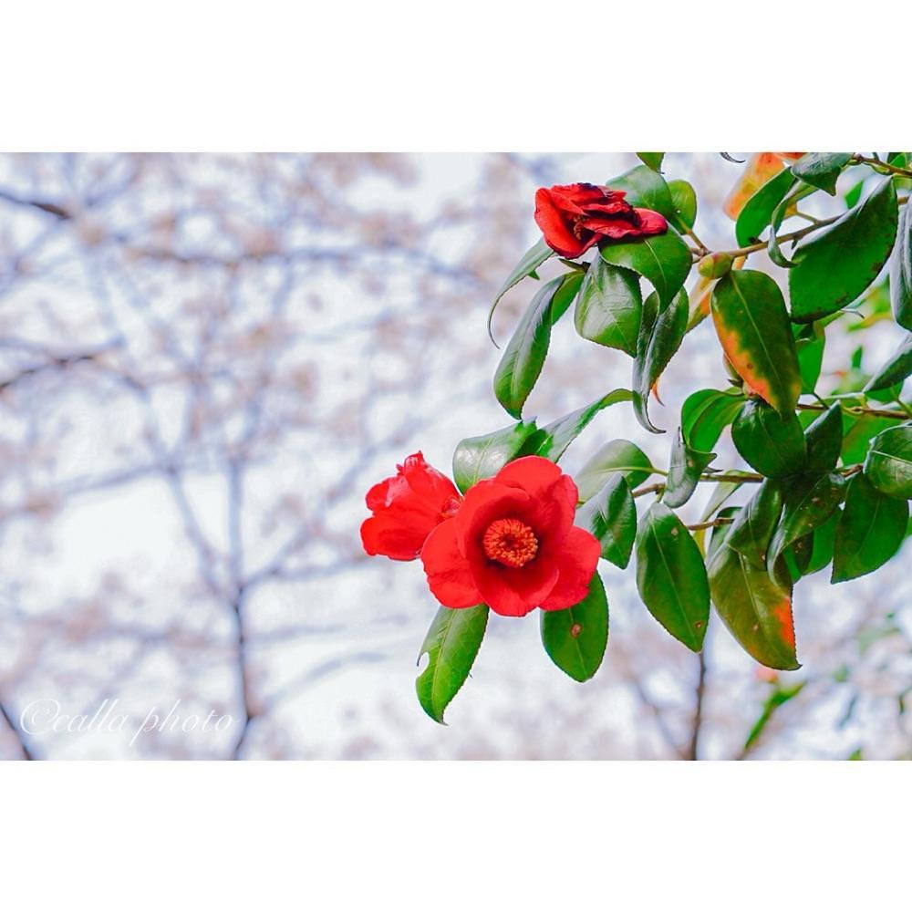 urban_garden_243aさんが投稿した佐保川に関する口コミの画像