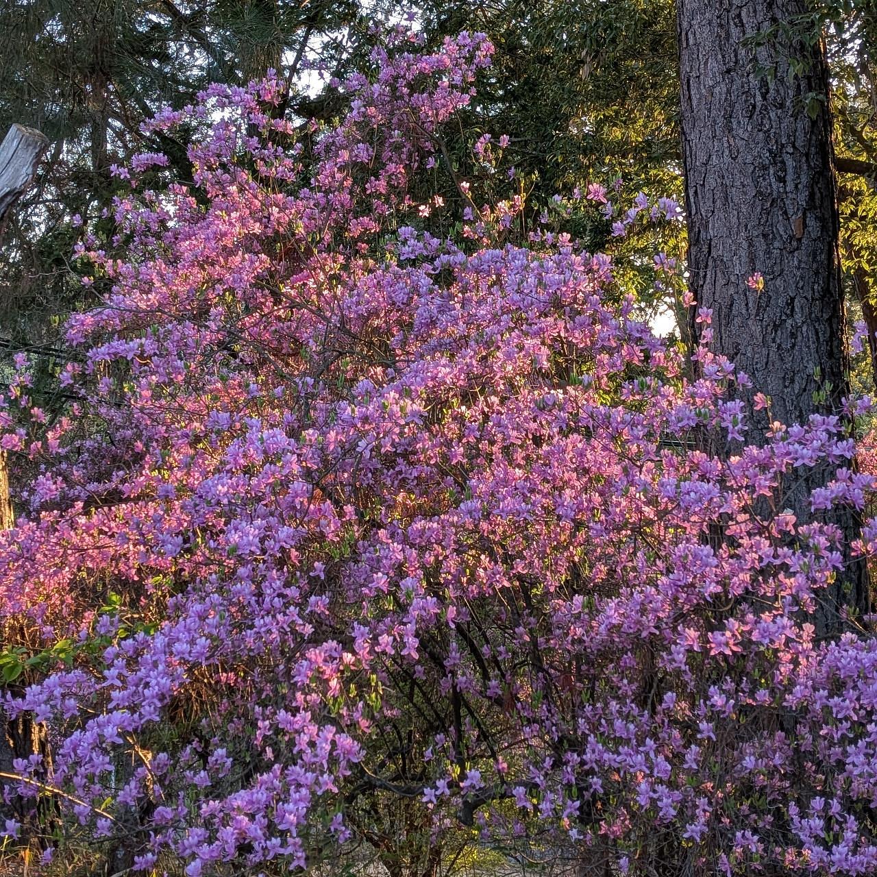 ぬっくさんが投稿した津偕楽公園に関する口コミの画像