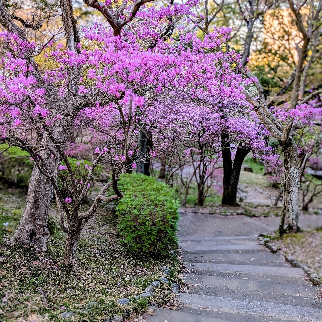 ぬっくさんが投稿した津偕楽公園に関する口コミの画像