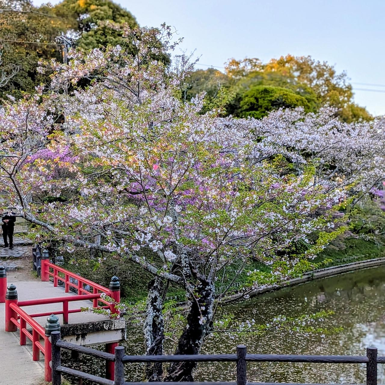 ぬっくさんが投稿した津偕楽公園に関する口コミの画像