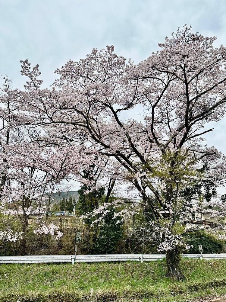 からっ風②さんが投稿した草木ダムに関する口コミの画像