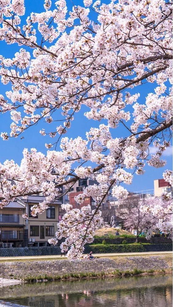 京都を巡る会・「武」さんが投稿した半木の道に関する口コミの画像