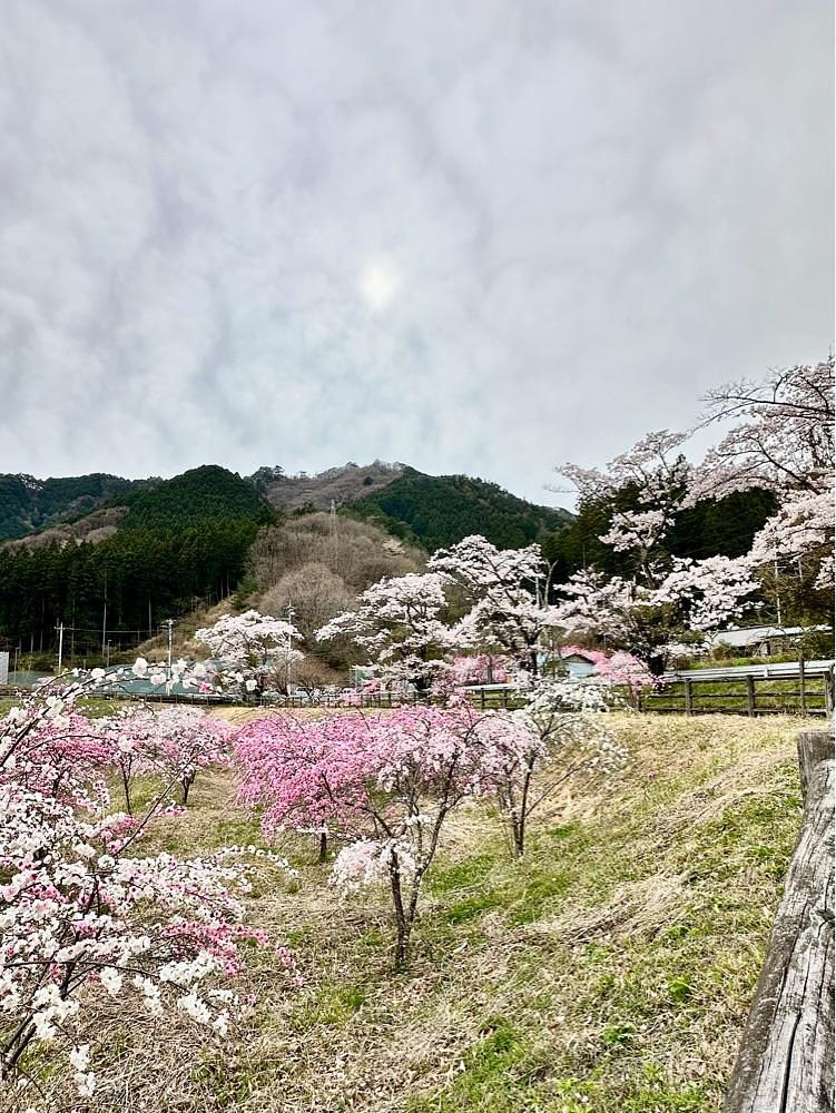 からっ風②さんが投稿した道の駅 富弘美術館に関する口コミの画像