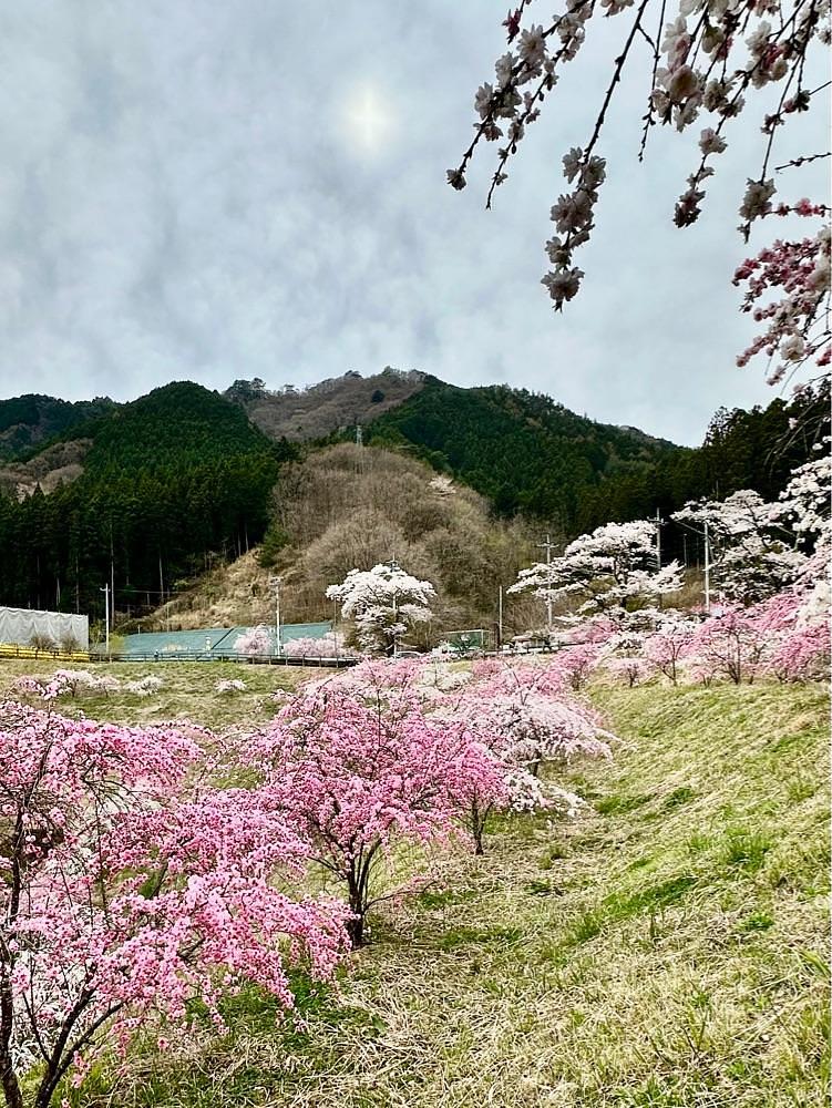 からっ風②さんが投稿した道の駅 富弘美術館に関する口コミの画像