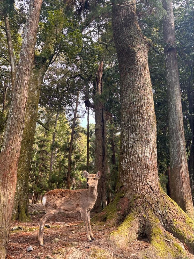 カランさんが投稿した水谷茶屋（みずやちゃや）に関する口コミの画像