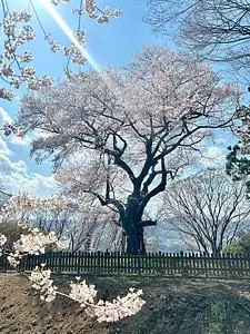 沼田城址