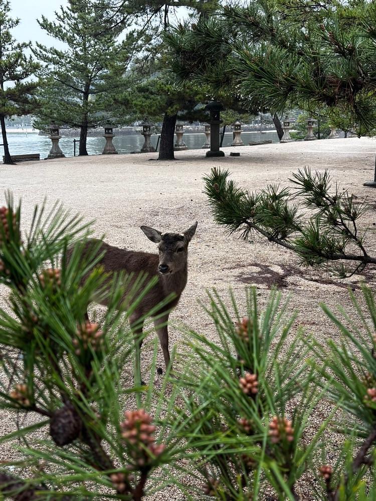 luckyさんが投稿した宮島桟橋に関する口コミの画像