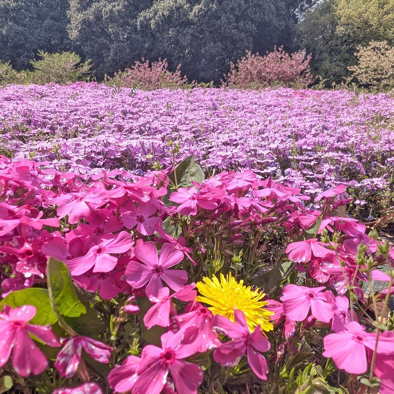 Pさんが投稿した野木町に関する口コミの画像