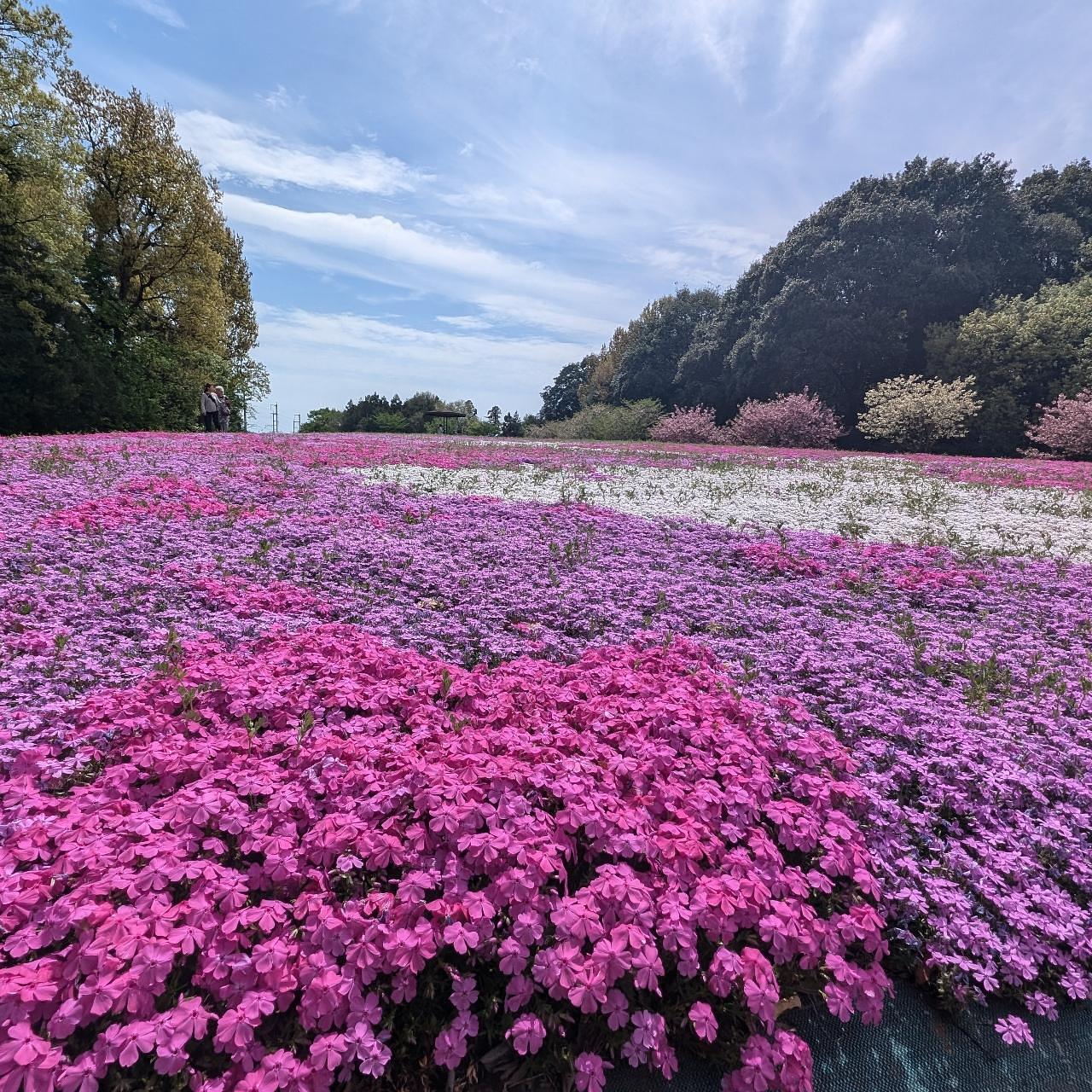 Pさんが投稿した野木町に関する口コミの画像