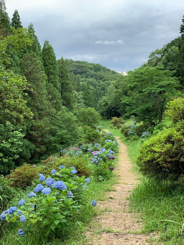 formal_cafeteria_8688さんが投稿した大辻公園アジサイ園に関する口コミの画像