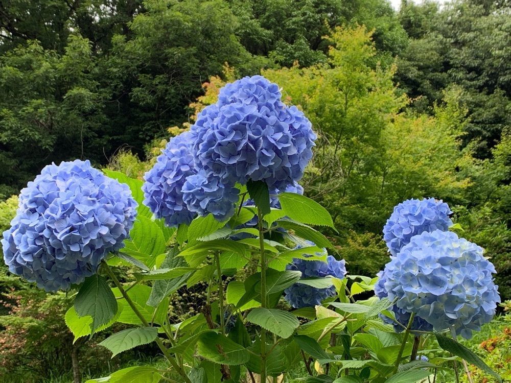 formal_cafeteria_8688さんが投稿した大辻公園アジサイ園に関する口コミの画像