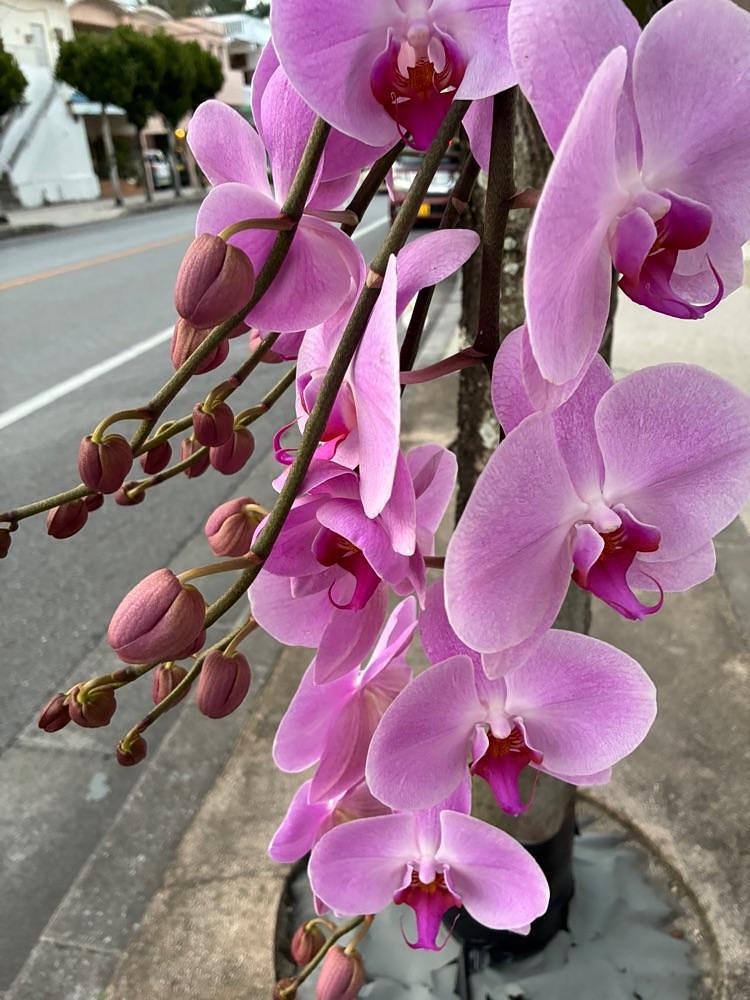 ゴンさんが投稿したローソン 沖縄松本店に関する口コミの画像