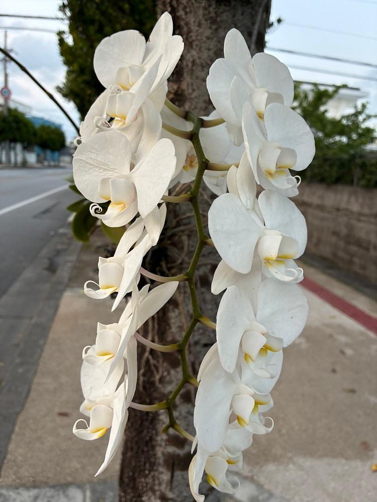 ゴンさんが投稿したローソン 沖縄松本店に関する口コミの画像