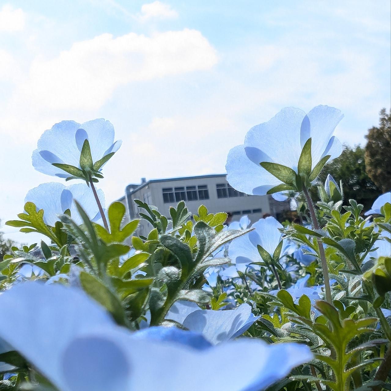 Pさんが投稿した桜国屋に関する口コミの画像