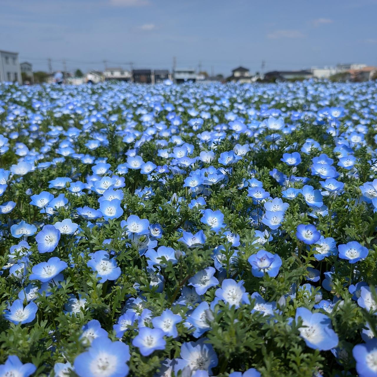 Pさんが投稿した桜国屋に関する口コミの画像