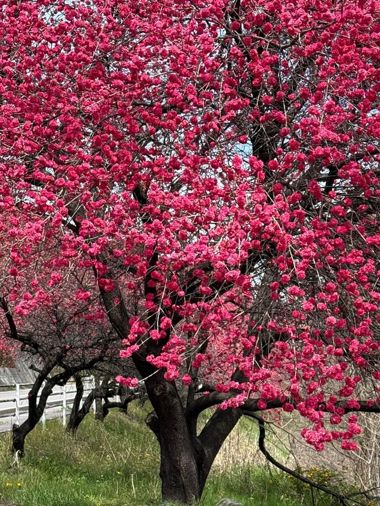 junさんが投稿したくるみ亭に関する口コミの画像