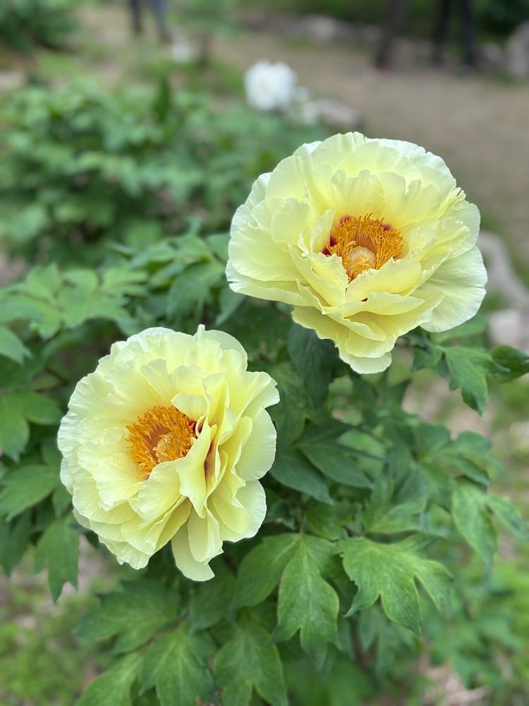luckyさんが投稿した清水山ぼたん園に関する口コミの画像