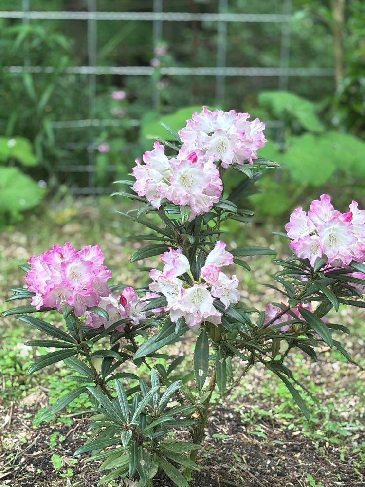 luckyさんが投稿した清水山ぼたん園に関する口コミの画像