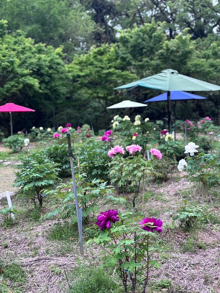 luckyさんが投稿した清水山ぼたん園に関する口コミの画像
