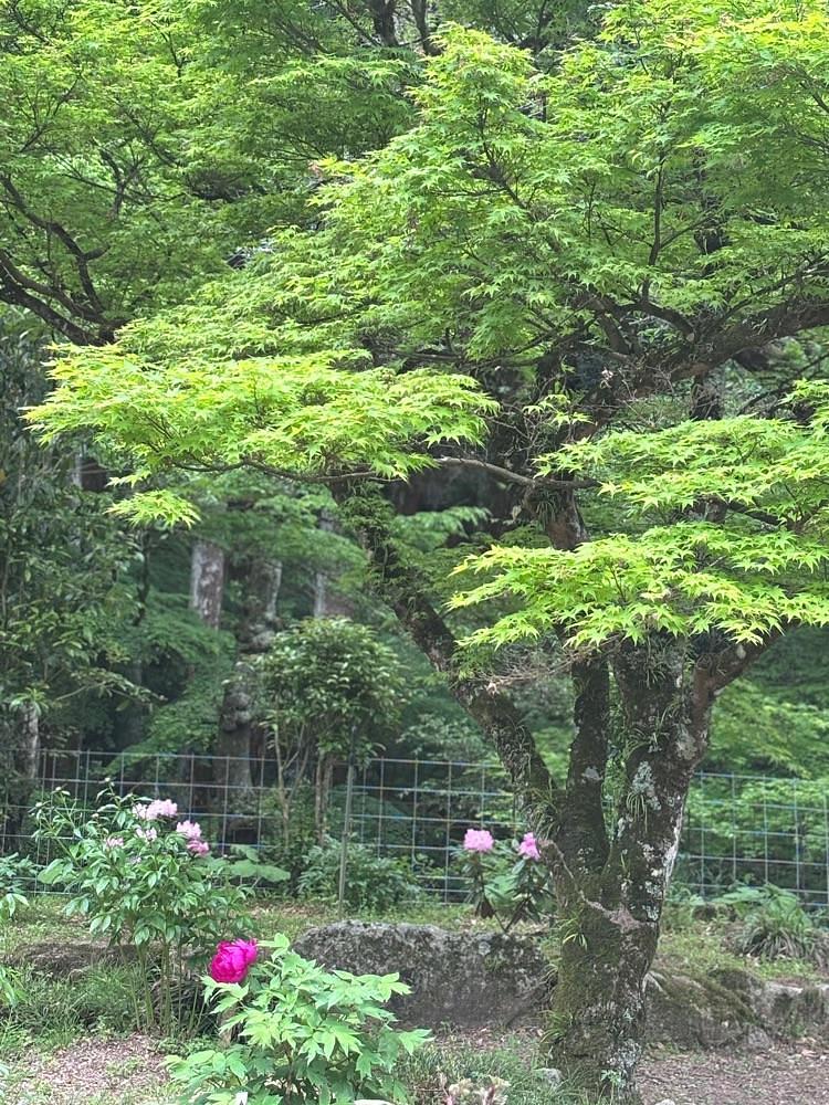 luckyさんが投稿した清水山ぼたん園に関する口コミの画像