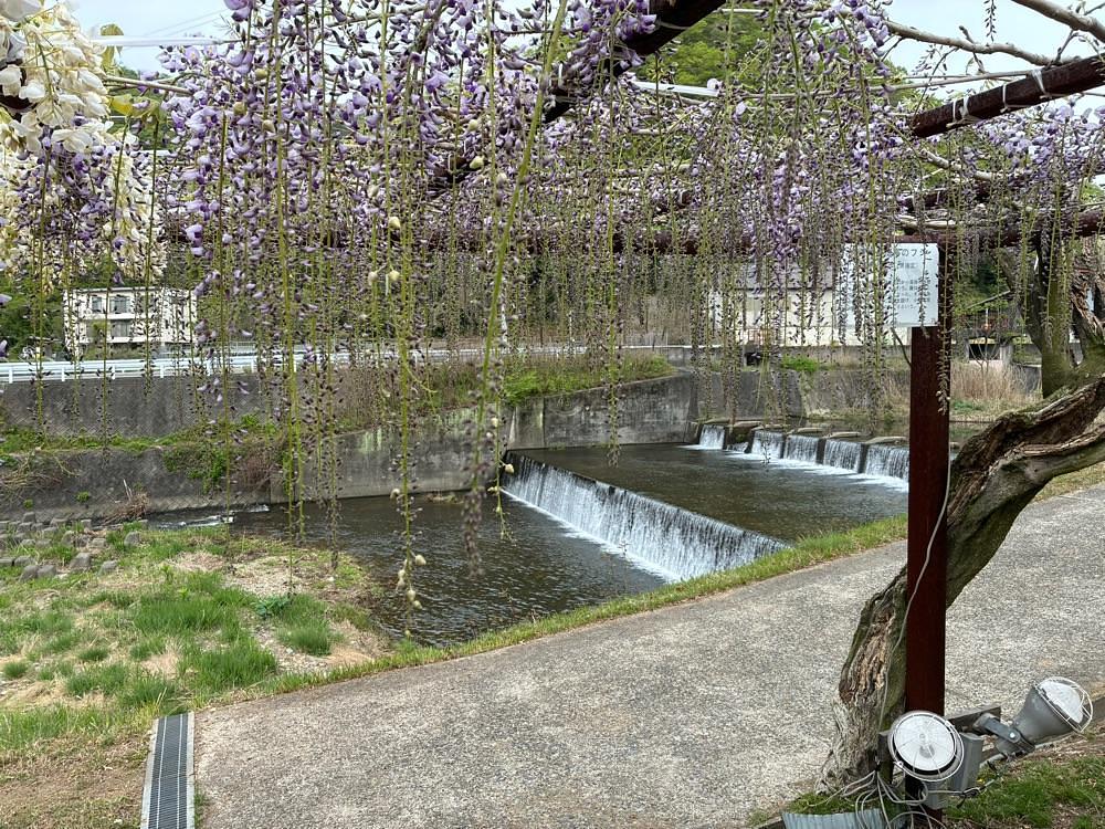 うーとらマンさんが投稿した藤公園の藤に関する口コミの画像