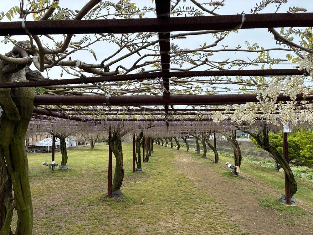 うーとらマンさんが投稿した藤公園の藤に関する口コミの画像