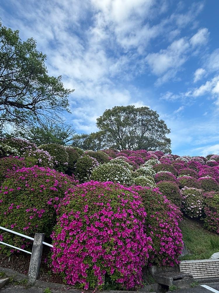 みーなさんが投稿した音戸の瀬戸公園の桜とツツジに関する口コミの画像