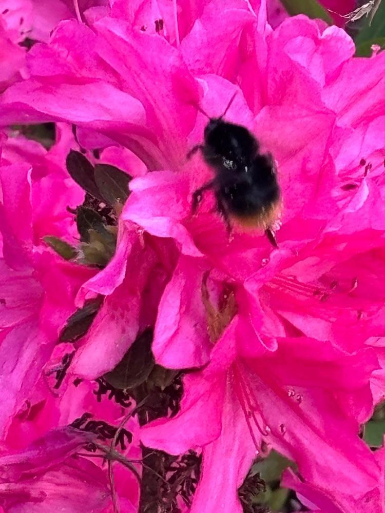 みーなさんが投稿した音戸の瀬戸公園の桜とツツジに関する口コミの画像