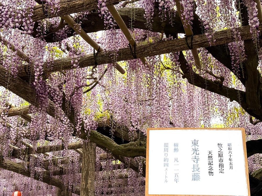 hirokororinさんが投稿した東光寺の長藤に関する口コミの画像