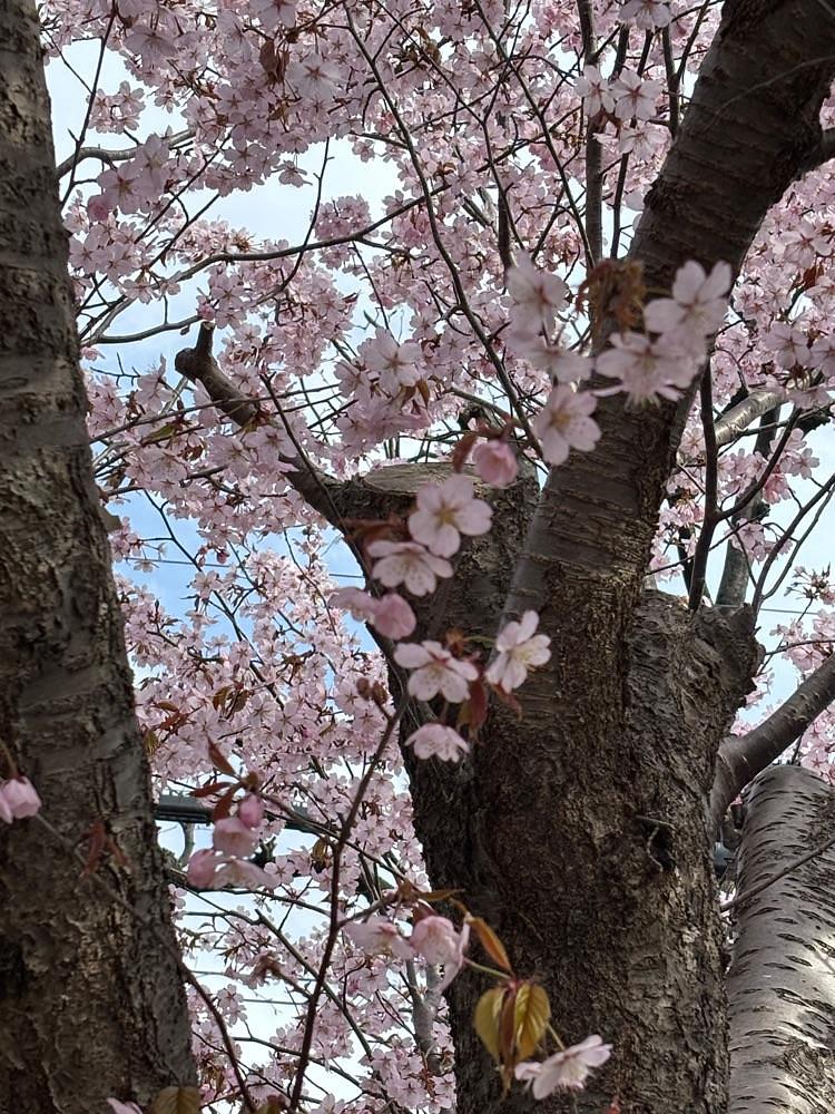 それなはとけさんが投稿した中の島駅に関する口コミの画像