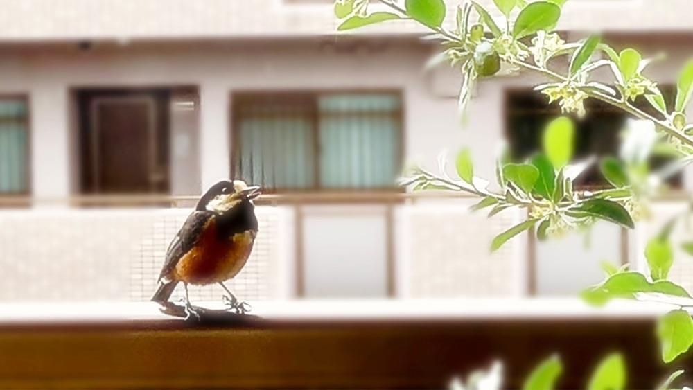 兎きち さんが投稿したゴローズ 平和台店に関する口コミの画像