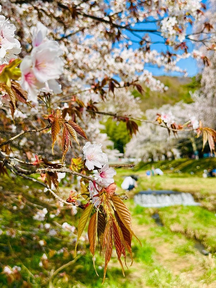 かめ_メグミさんが投稿した観音寺（福島県猪苗代町）に関する口コミの画像