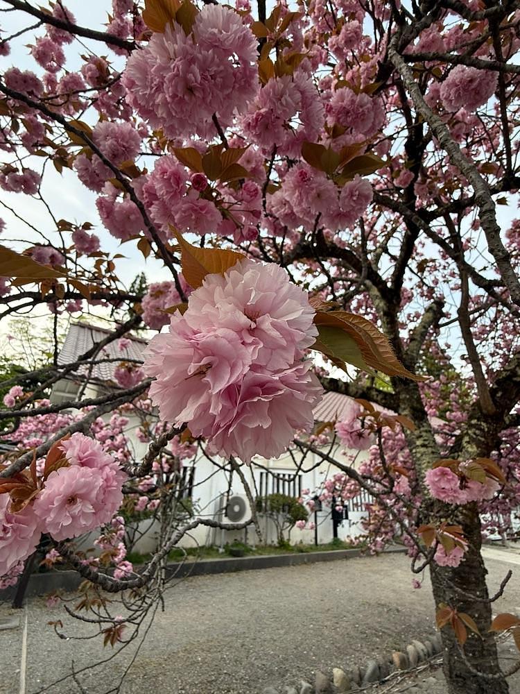 ぺたこ♡さんが投稿した若松城天守閣に関する口コミの画像