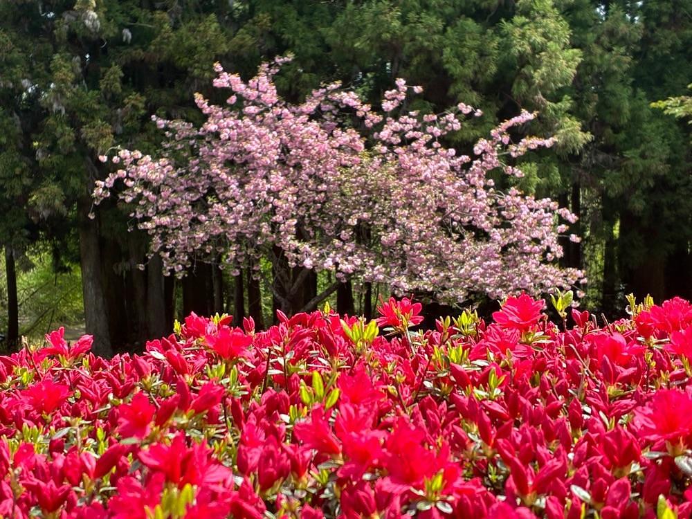 うーとらマンさんが投稿した弥高山公園に関する口コミの画像