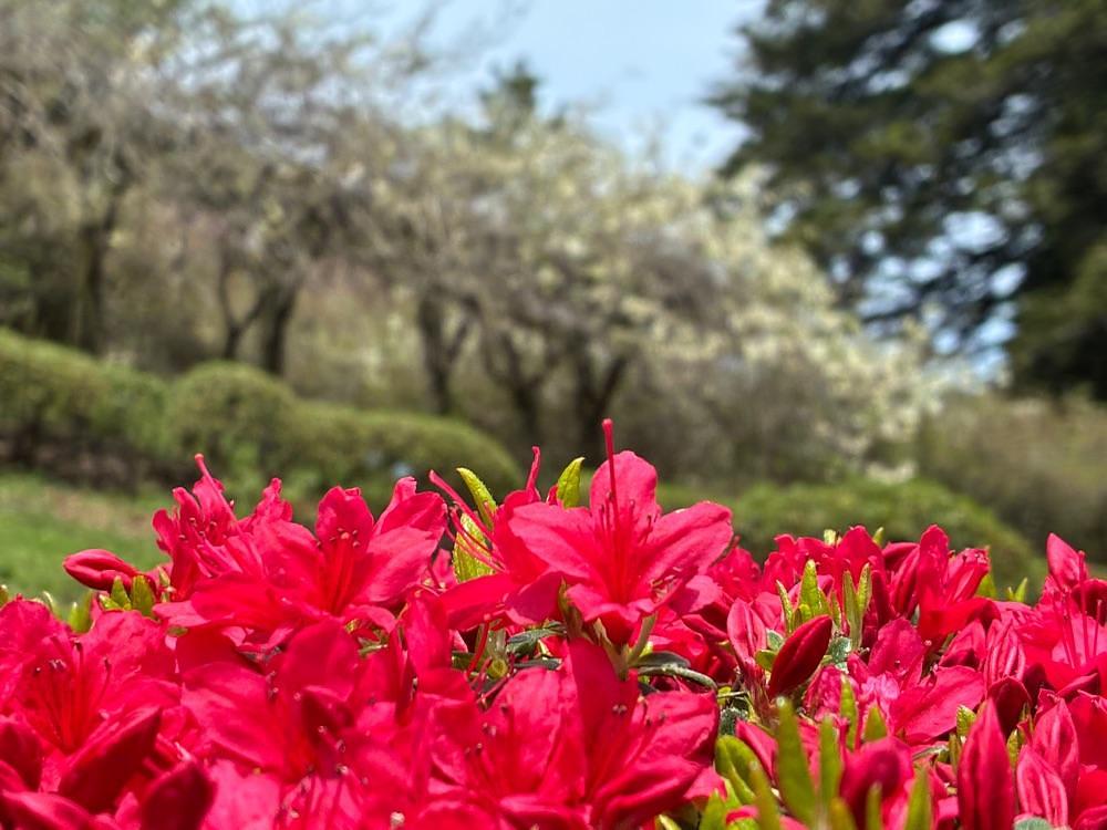 うーとらマンさんが投稿した弥高山公園に関する口コミの画像