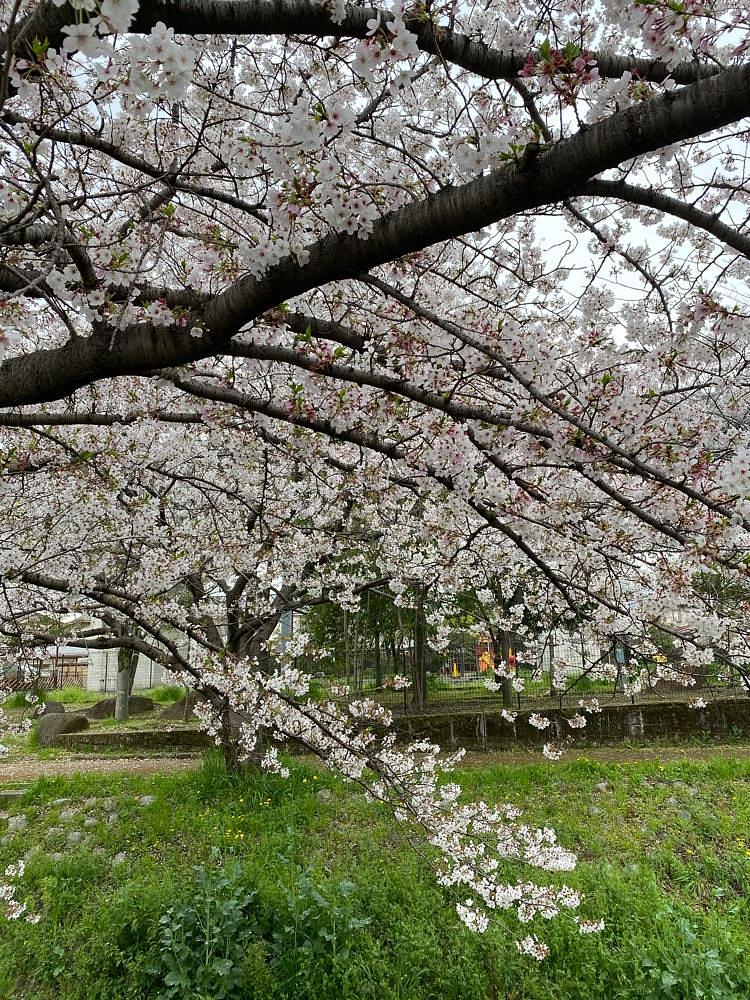 としりん🍄さんが投稿した香芝市に関する口コミの画像