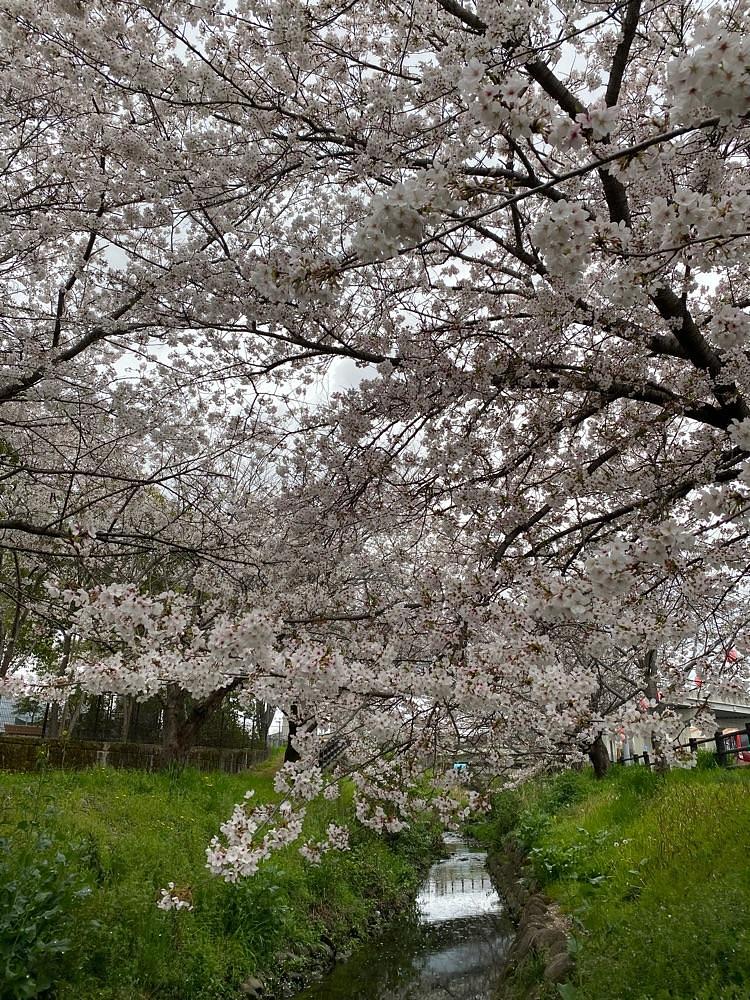 としりん🍄さんが投稿した香芝市に関する口コミの画像
