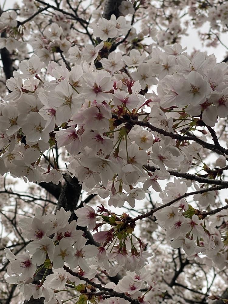 としりん🍄さんが投稿した香芝市に関する口コミの画像