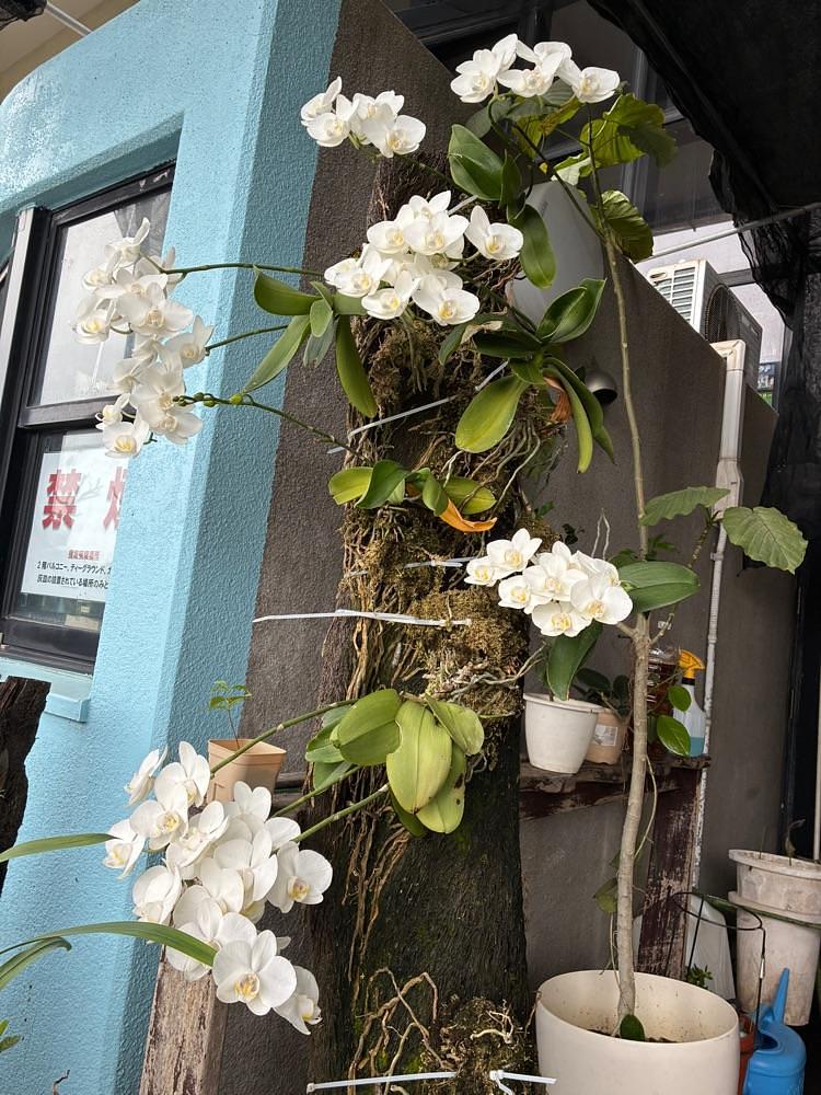 ゴンさんが投稿した南乃畑 エナジック具志川ゴルフクラブ店に関する口コミの画像