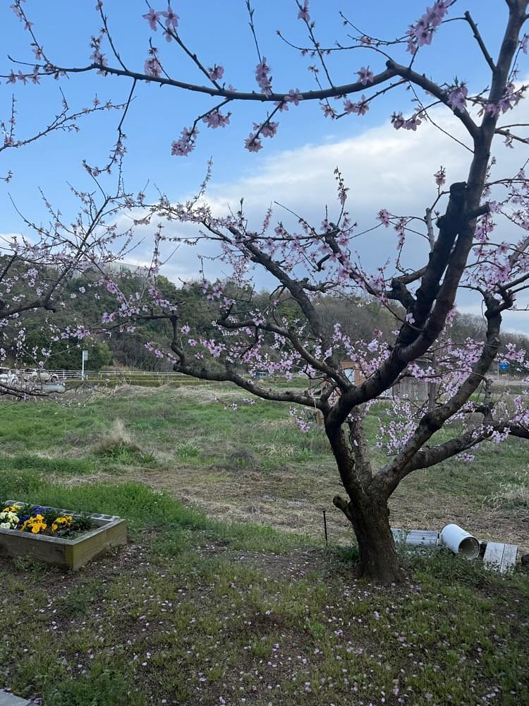 あんよさんが投稿した五果苑に関する口コミの画像