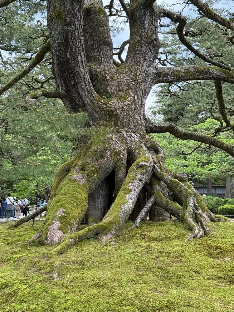 junさんが投稿した兼六園の梅に関する口コミの画像
