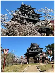 松江城山公園の桜