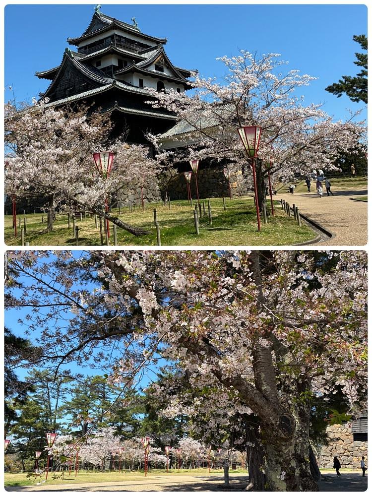 deriさんが投稿した松江城山公園の桜に関する口コミの画像